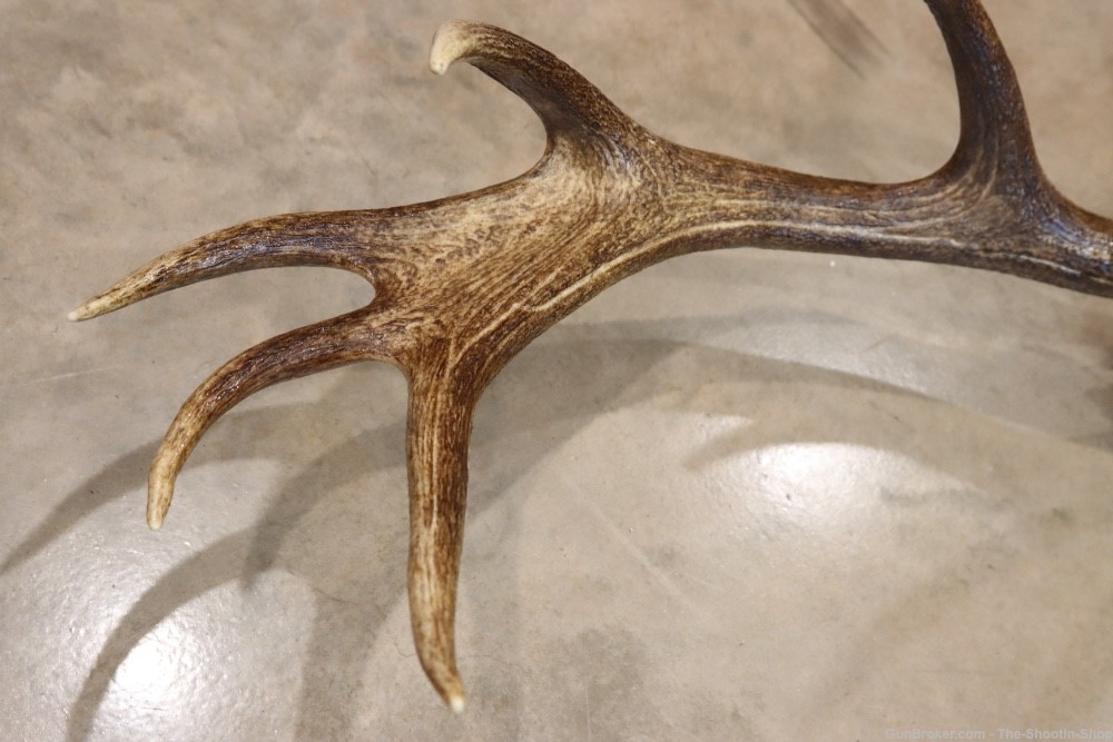 Red Deer Stag Antler Set Amazing 15 Point LARGE Rack 7X8 on Plaque NICE!-img-20