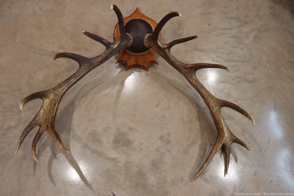 Red Deer Stag Antler Set Amazing 15 Point LARGE Rack 7X8 on Plaque NICE!-img-8