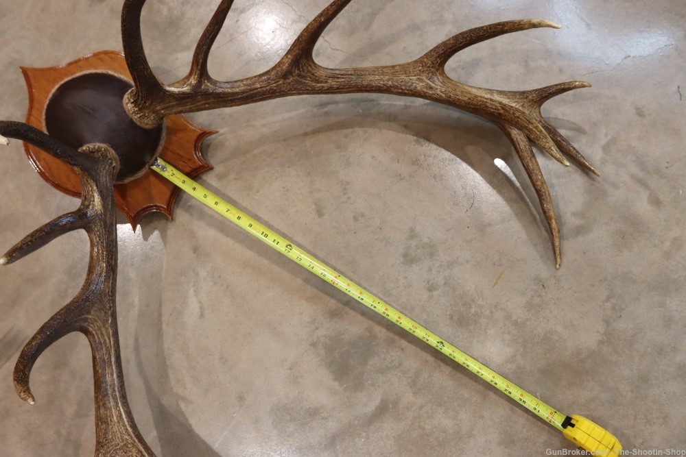 Red Deer Stag Antler Set Amazing 15 Point LARGE Rack 7X8 on Plaque NICE!-img-12