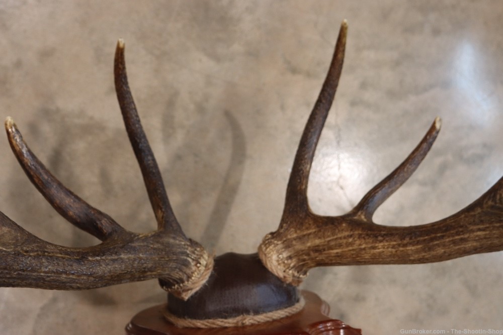 Red Deer Stag Antler Set Amazing 15 Point LARGE Rack 7X8 on Plaque NICE!-img-21