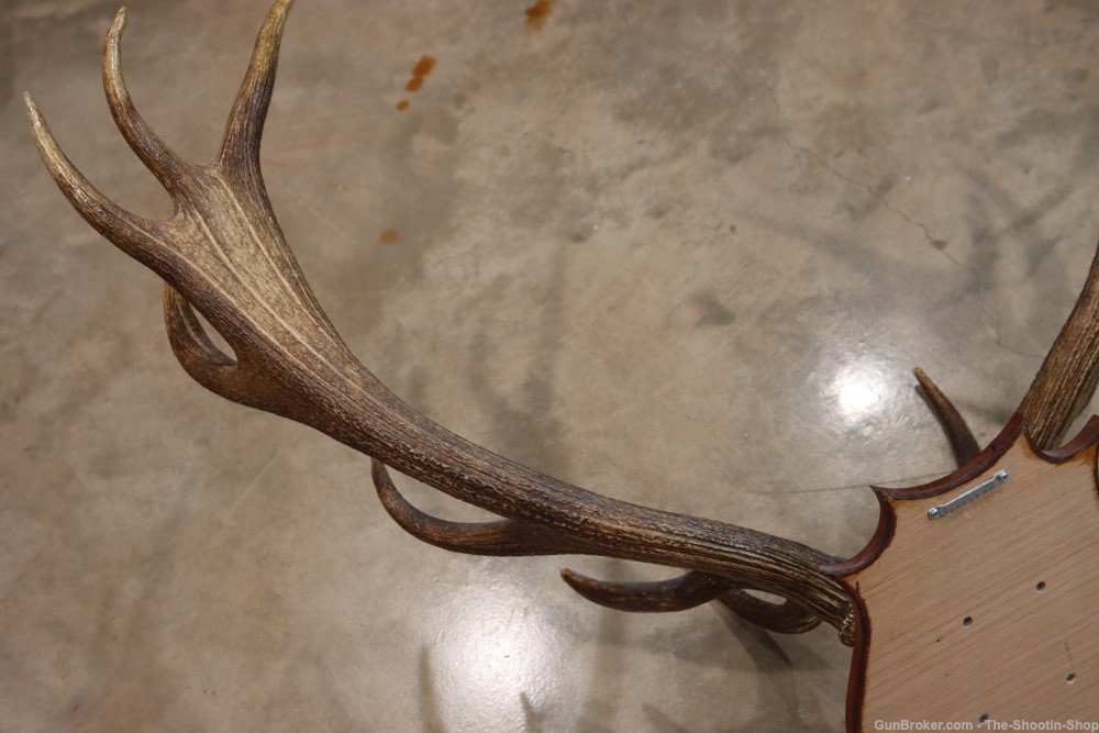 Red Deer Stag Antler Set Amazing 15 Point LARGE Rack 7X8 on Plaque NICE!-img-22