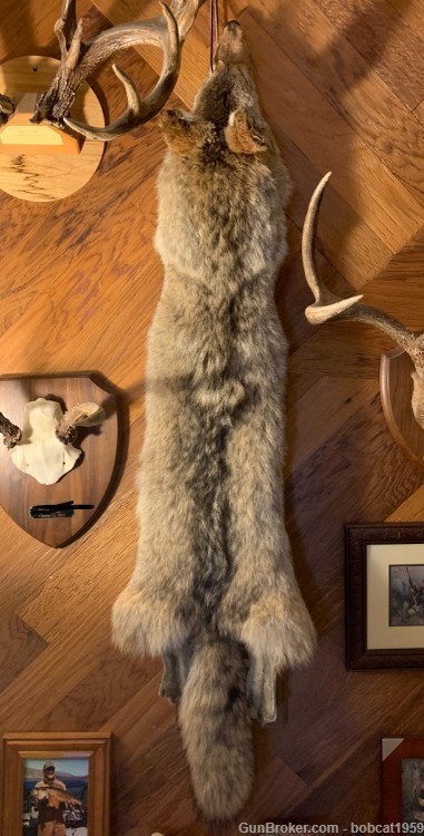 Hand-Tanned Winter Coyote Pelts-img-0
