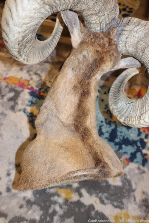 Exotic CORSICAN RAMS HEAD Shoulder Mount Large Curled Horns Taxidermy Lot -img-11