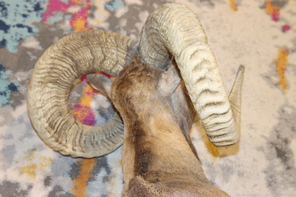 Exotic CORSICAN RAMS HEAD Shoulder Mount Large Curled Horns Taxidermy Lot -img-12