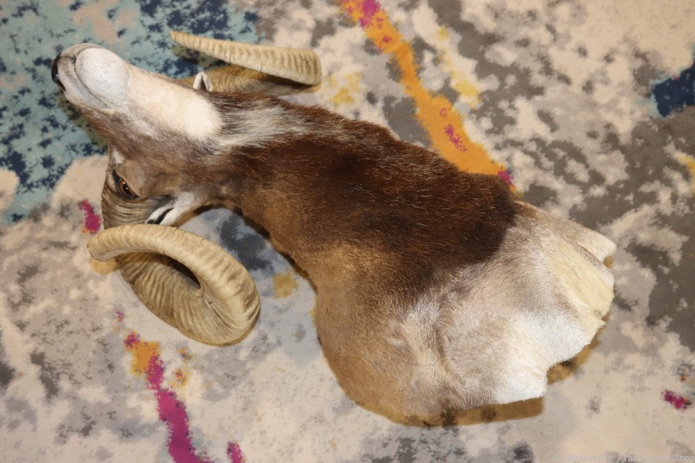 Exotic CORSICAN RAMS HEAD Shoulder Mount Large Curled Horns Taxidermy Lot -img-17