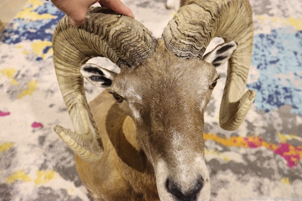 Exotic CORSICAN RAMS HEAD Shoulder Mount Large Curled Horns Taxidermy Lot -img-8