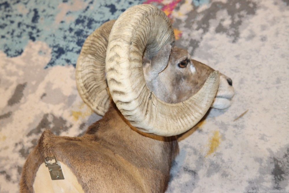 Exotic CORSICAN RAMS HEAD Shoulder Mount Large Curled Horns Taxidermy Lot -img-13