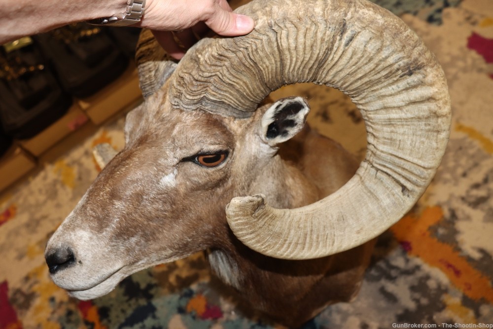 Exotic CORSICAN RAMS HEAD Shoulder Mount Large Curled Horns Taxidermy Lot -img-9