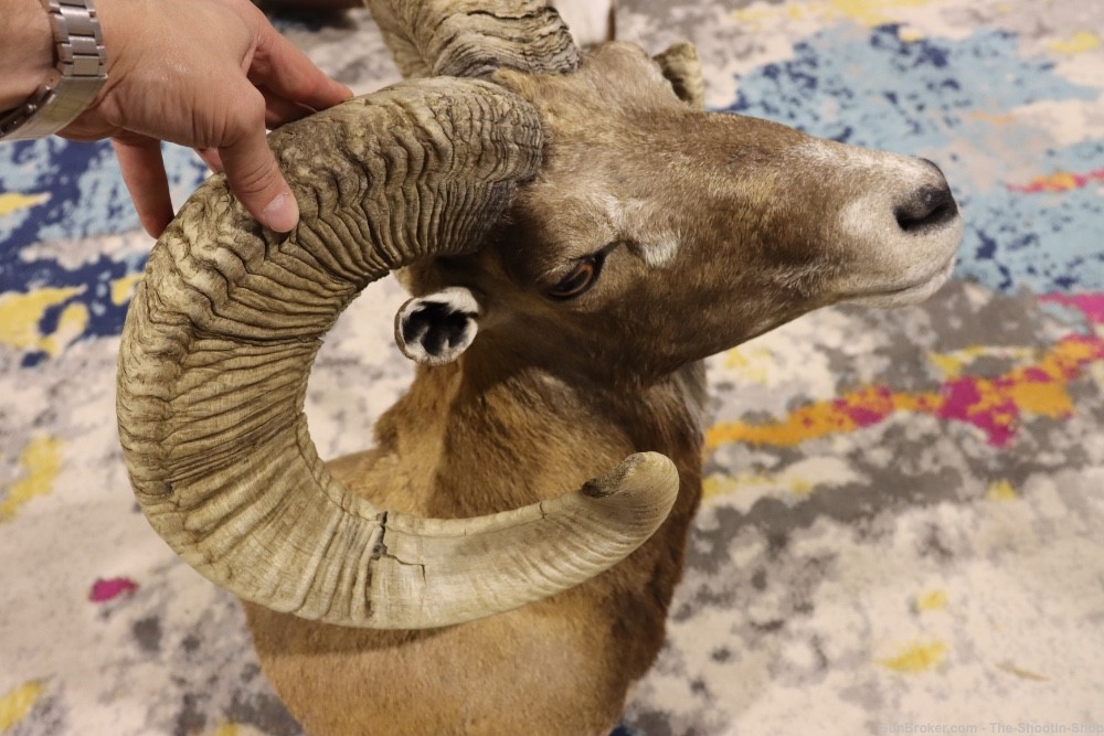 Exotic CORSICAN RAMS HEAD Shoulder Mount Large Curled Horns Taxidermy Lot -img-7