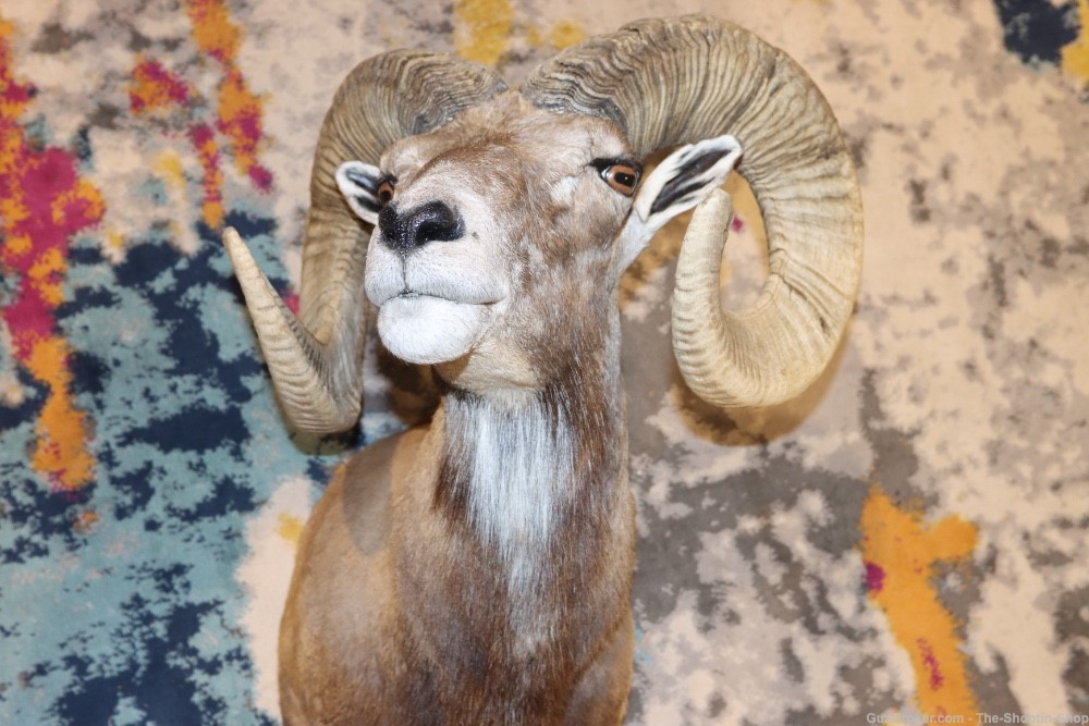 Exotic CORSICAN RAMS HEAD Shoulder Mount Large Curled Horns Taxidermy Lot -img-0