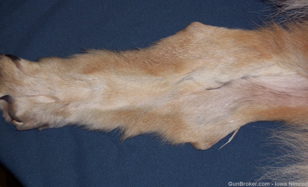 Canadian Timber Wolf Pelt XXL Female w/ Import-Export Papers-img-6