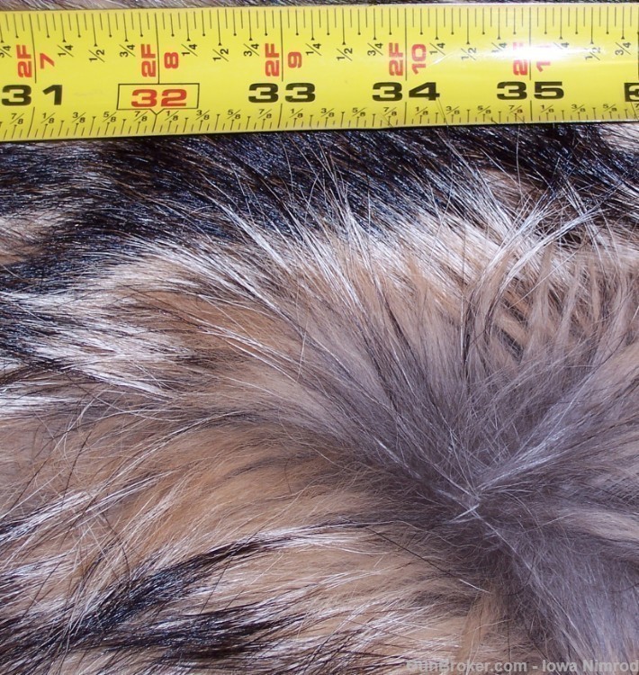 Canadian Timber Wolf Pelt XXL Female w/ Import-Export Papers-img-9