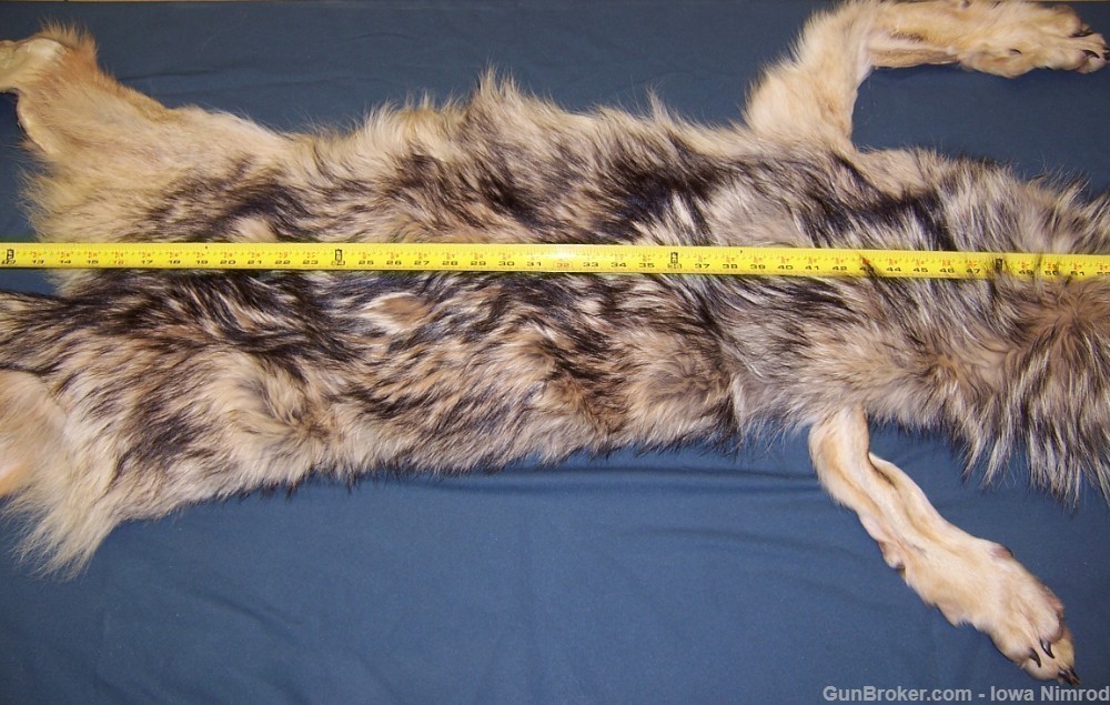 Canadian Timber Wolf Pelt XXL Female w/ Import-Export Papers-img-7