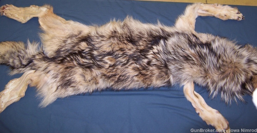 Canadian Timber Wolf Pelt XXL Female w/ Import-Export Papers-img-0