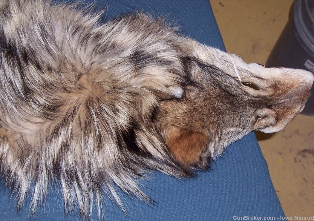 Canadian Timber Wolf Pelt XXL Female w/ Import-Export Papers-img-1