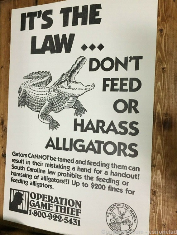 ALLIGATOR 11" X 17 1/2" POSTER-img-0