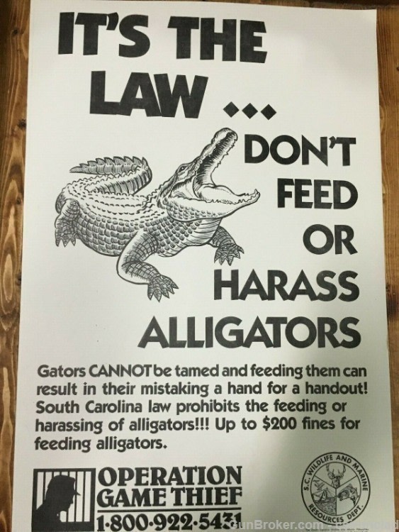 ALLIGATOR 11" X 17 1/2" POSTER-img-2
