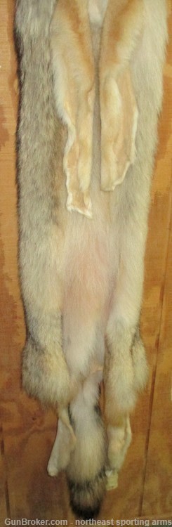 Timber Wolf Pelt - Free Shipping-img-5