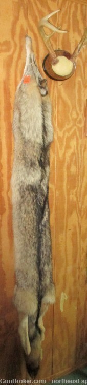 Timber Wolf Pelt - Free Shipping-img-6