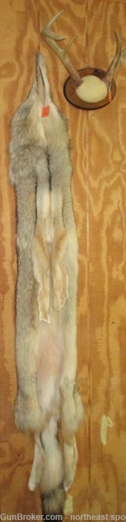 Timber Wolf Pelt - Free Shipping-img-3