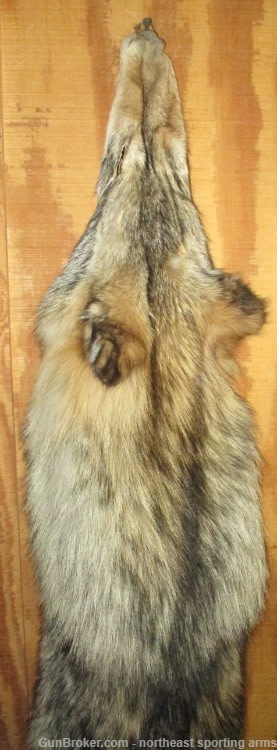 Timber Wolf Pelt - Free Shipping-img-7