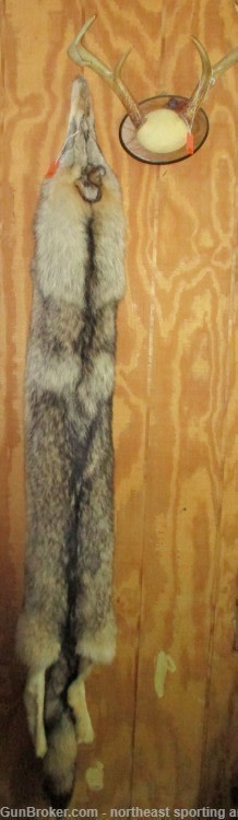 Timber Wolf Pelt - Free Shipping-img-0