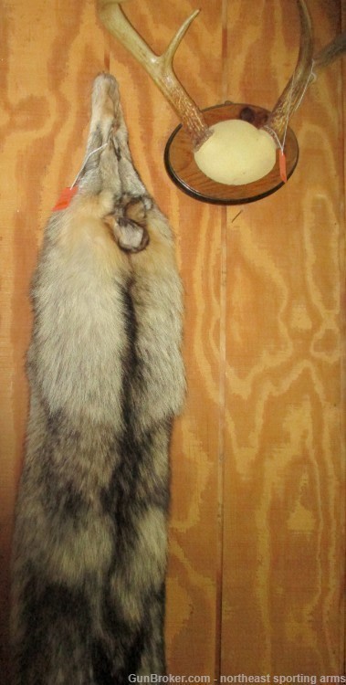 Timber Wolf Pelt - Free Shipping-img-1
