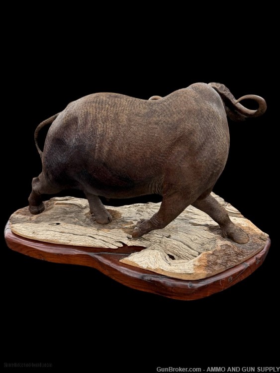 BEAUTIFUL - MOPHO GONDE - CAPE BUFFALO - LEADWOOD CARVED SCULPTURE-img-4