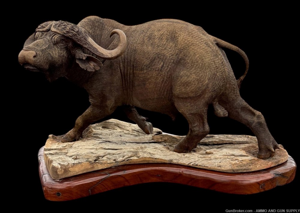 BEAUTIFUL - MOPHO GONDE - CAPE BUFFALO - LEADWOOD CARVED SCULPTURE-img-0