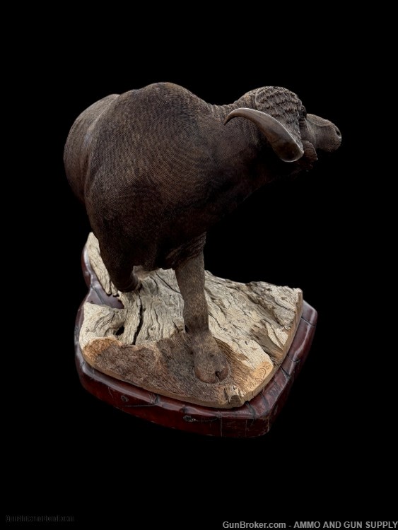 BEAUTIFUL - MOPHO GONDE - CAPE BUFFALO - LEADWOOD CARVED SCULPTURE-img-3