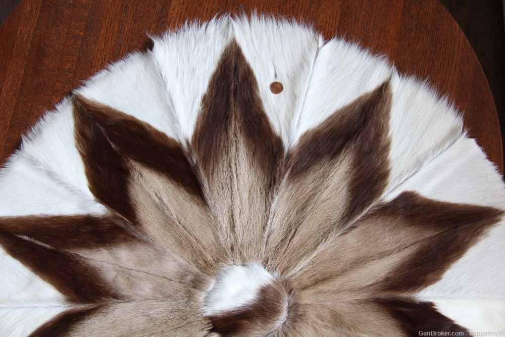 African Springbok pelt - EXCELLENT condition.-img-2
