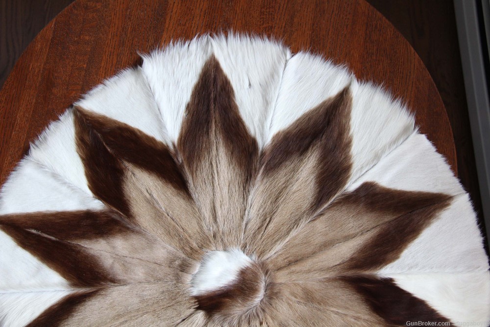 African Springbok pelt - EXCELLENT condition.-img-1