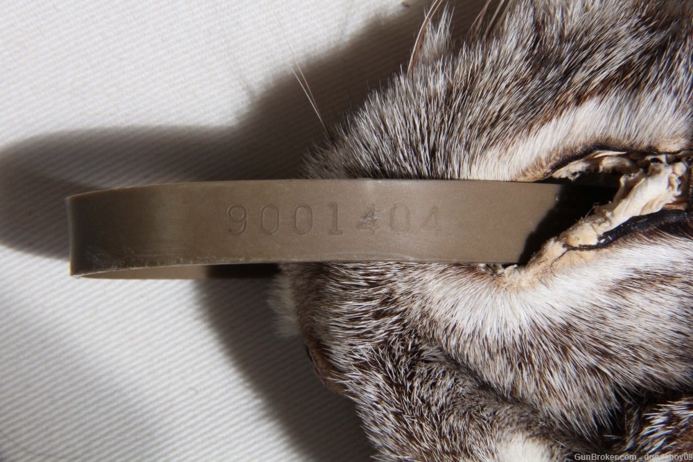 Alaskan Lynx pelt - EXCELLENT condition.-img-5