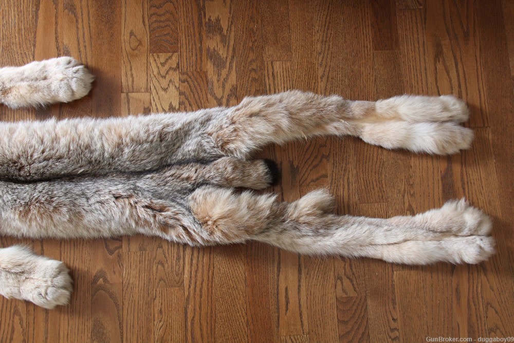 Alaskan Lynx pelt - EXCELLENT condition.-img-2