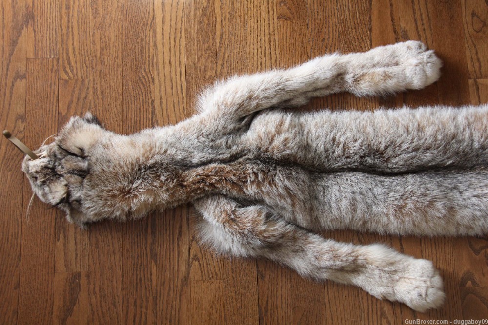 Alaskan Lynx pelt - EXCELLENT condition.-img-1