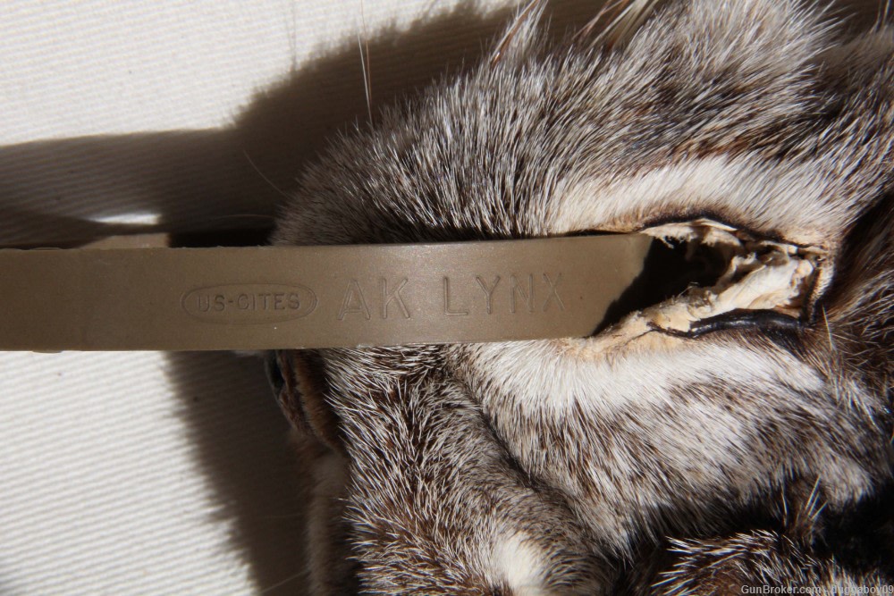 Alaskan Lynx pelt - EXCELLENT condition.-img-4