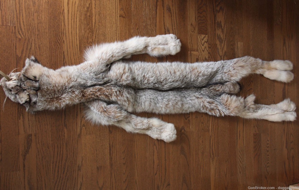 Alaskan Lynx pelt - EXCELLENT condition.-img-0