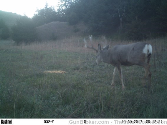 2026 Nebraska Mule Deer/Whitetail hunt 100% tags.-img-10