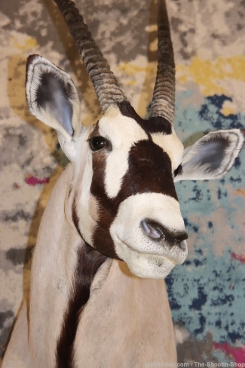 HUGE African Gemsbuck Oryx Shoulder Mount Taxidermy Large Horns EXC COND-img-1