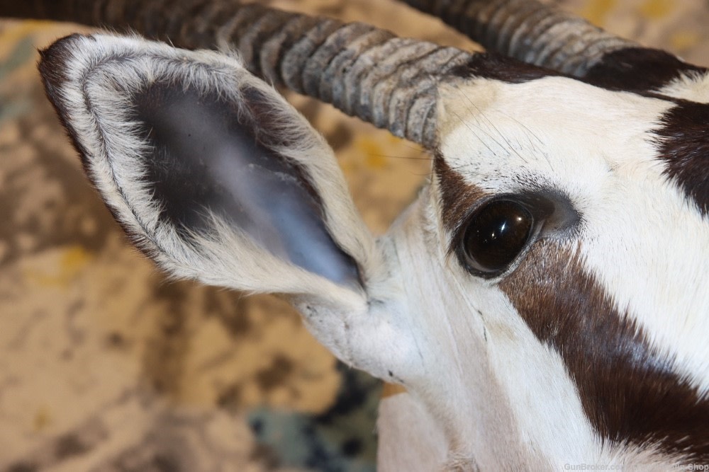 HUGE African Gemsbuck Oryx Shoulder Mount Taxidermy Large Horns EXC COND-img-12