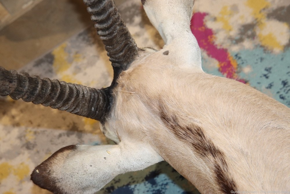HUGE African Gemsbuck Oryx Shoulder Mount Taxidermy Large Horns EXC COND-img-22