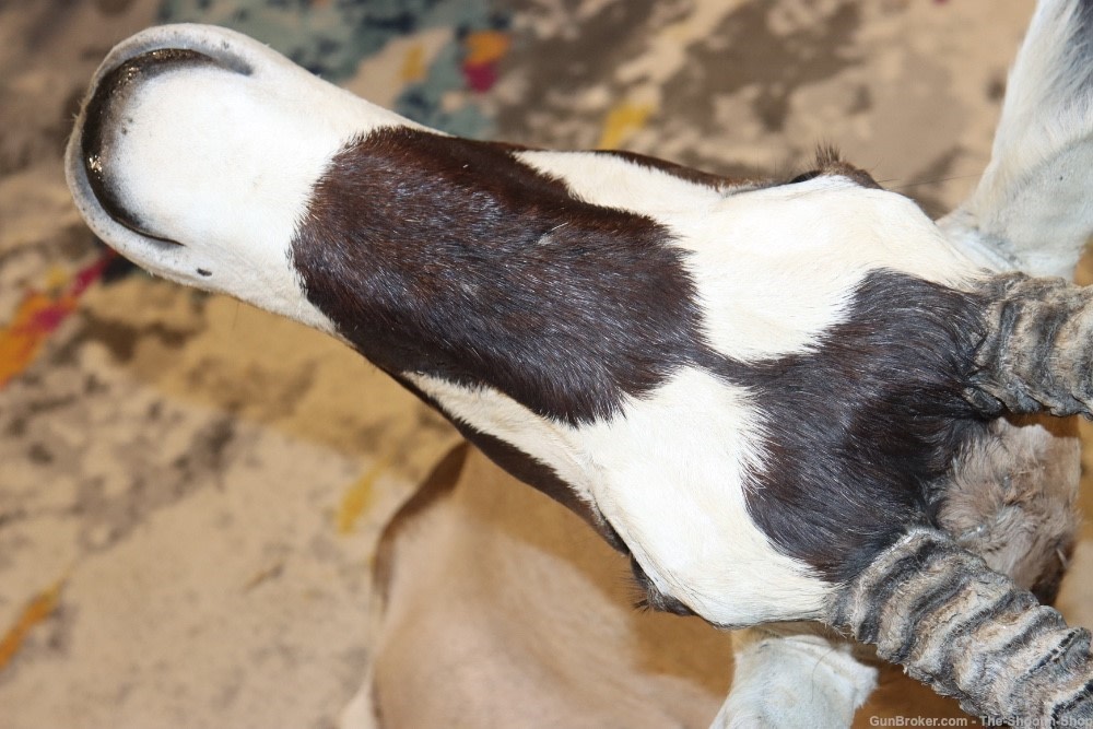 HUGE African Gemsbuck Oryx Shoulder Mount Taxidermy Large Horns EXC COND-img-9