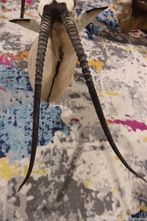 HUGE African Gemsbuck Oryx Shoulder Mount Taxidermy Large Horns EXC COND-img-7