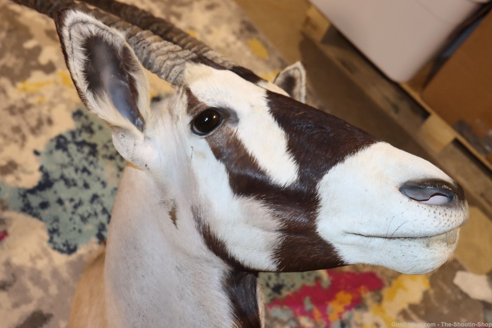 HUGE African Gemsbuck Oryx Shoulder Mount Taxidermy Large Horns EXC COND-img-2