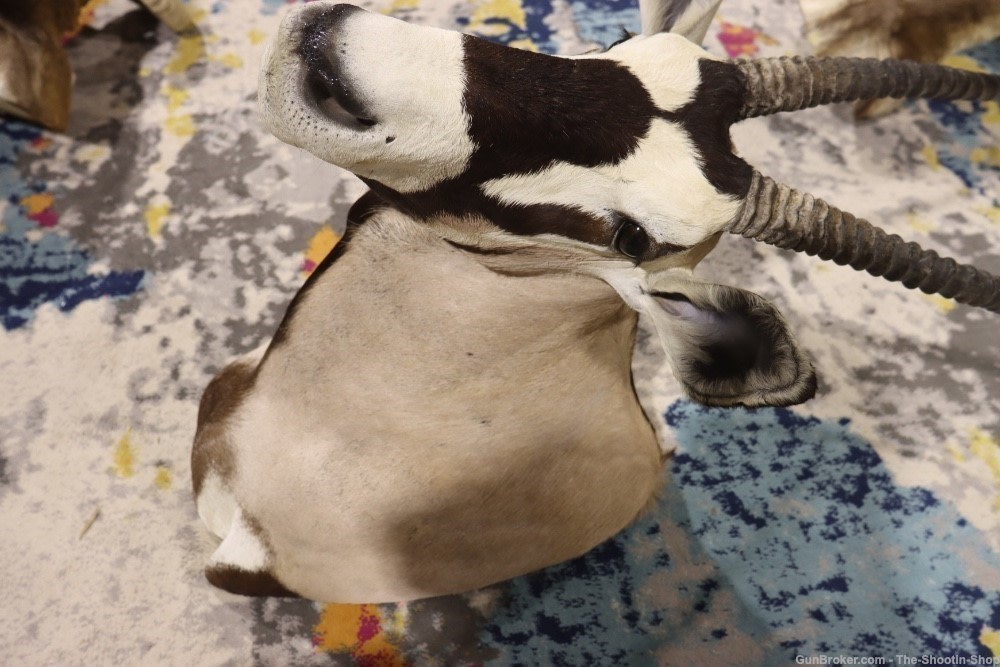 HUGE African Gemsbuck Oryx Shoulder Mount Taxidermy Large Horns EXC COND-img-15