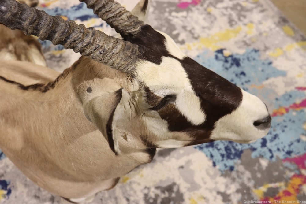 HUGE African Gemsbuck Oryx Shoulder Mount Taxidermy Large Horns EXC COND-img-18