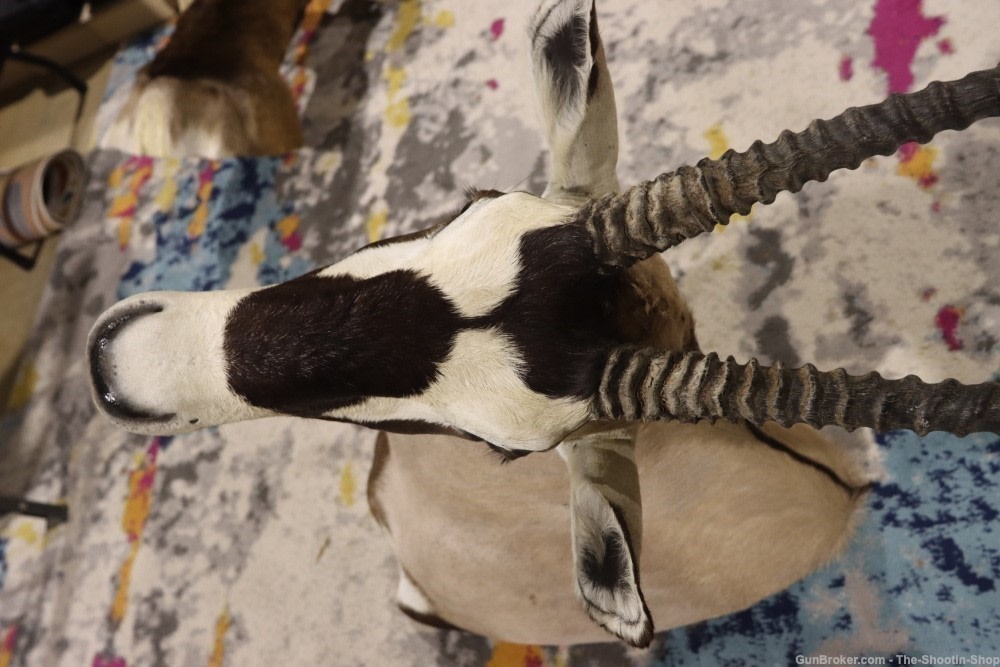 HUGE African Gemsbuck Oryx Shoulder Mount Taxidermy Large Horns EXC COND-img-8