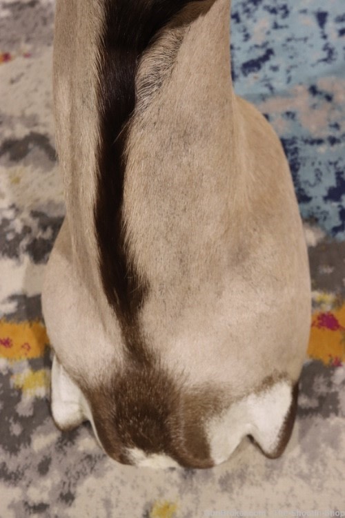 HUGE African Gemsbuck Oryx Shoulder Mount Taxidermy Large Horns EXC COND-img-14