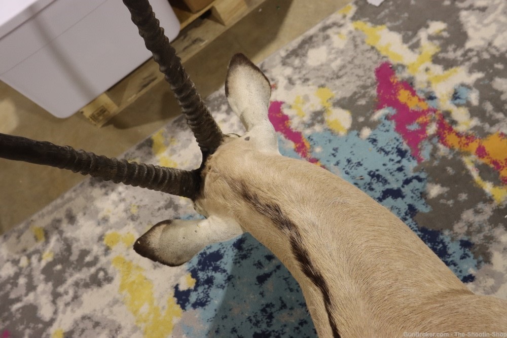 HUGE African Gemsbuck Oryx Shoulder Mount Taxidermy Large Horns EXC COND-img-21