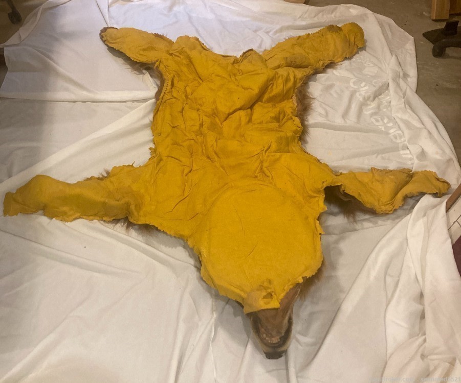 Brown Bear Rug-img-4